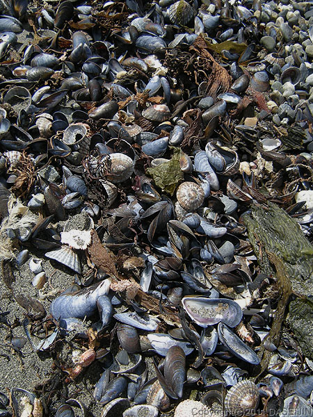 110105マゼラン海峡のムラサキ貝