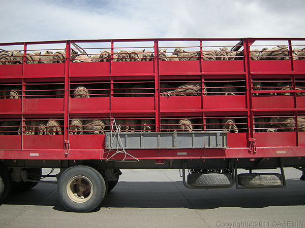 110105マゼラン海峡・フェリーから下りる羊を乗せたトラック