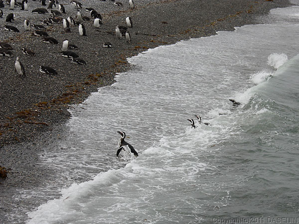 110106フエゴ島・ビーグル水道ケーブル島の浜で泳ぐペンギン達