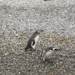 ペンギンに会いにビーグル水道へ～南米・パタゴニアの旅（２０）
