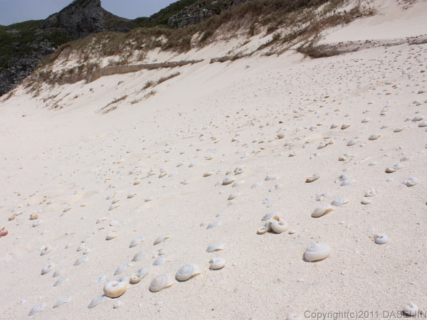 110505小笠原父島・南島扇池のカタツムリの化石が散らばる浜