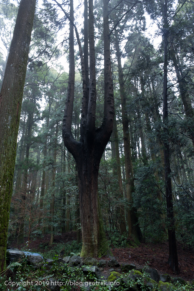霧島神社本殿裏の森