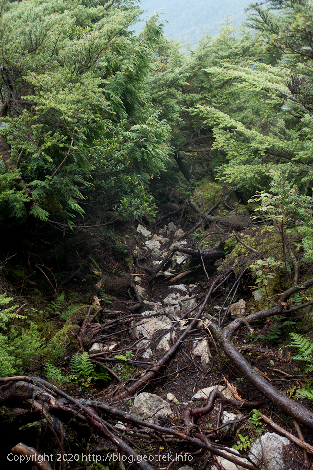 200928　1776ｍ峰下りの急な樹林