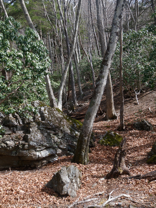 20220320　落葉樹の森と岩