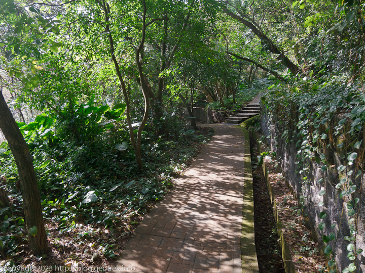 20230211　雞南山自然園區　常緑樹の森の遊歩道