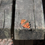 20240317 ハセツネ前半・タテハチョウ