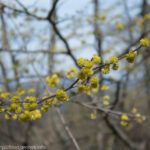 20240413 浅間峠日の出山、みつまた２