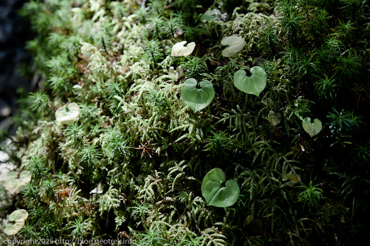 20240914 塩見岳・本谷山付近の樹林