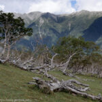 20240914 塩見岳・熊ノ平へ草原の道