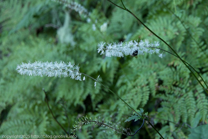 20240914 塩見岳・秋の花