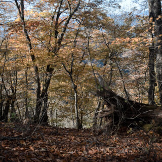 20241104 三頭山・ヌカザス尾根下り始めの紅葉