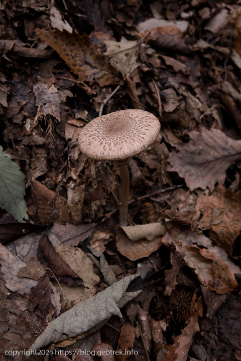 20241110 六ッ石山・きのこ