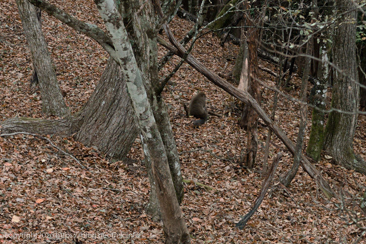 20241110 六ッ石山・猿