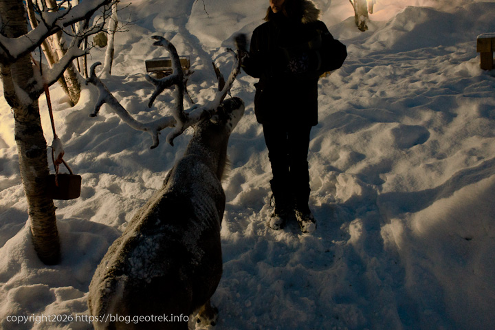20241227 スカンジナビア・スノーホテルのトナカイ