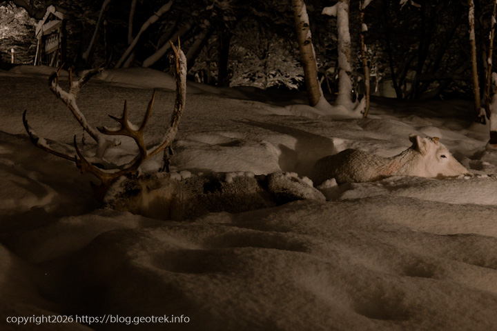 20241227 スカンジナビア・スノーホテルのトナカイのカップル