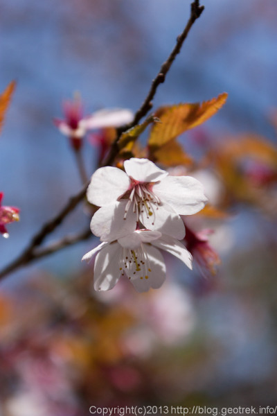 檜洞丸の桜