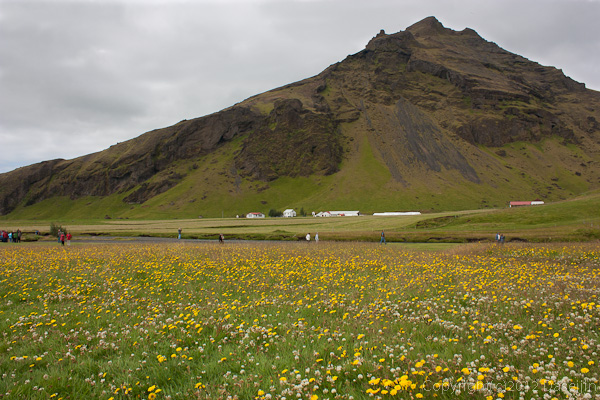 120806アイスランド、グリーンランドの旅・Skogarfossは花がいっぱい