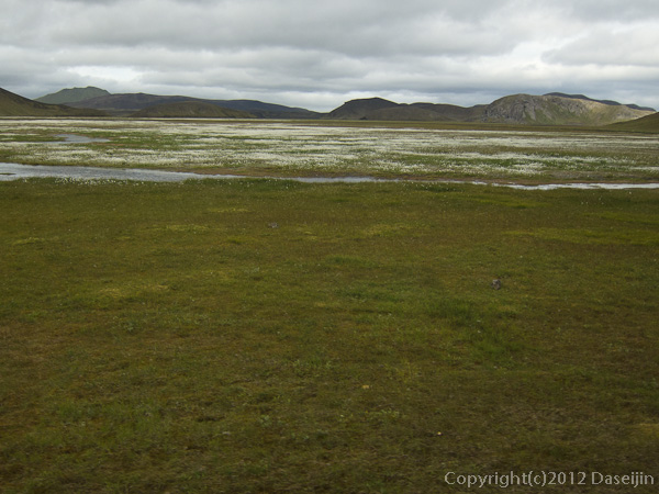 120808アイスランド、グリーンランドの旅・ワタスゲの湿原。ランドマンナロイガルは近い