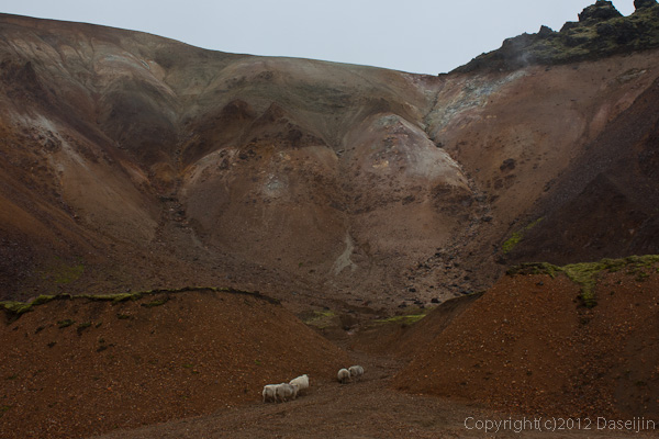 120809アイスランド、グリーンランドの旅・こんなところにも羊が