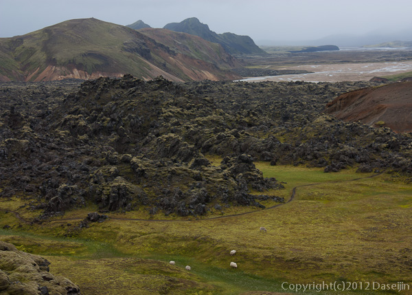 120809アイスランド、グリーンランドの旅・溶岩の台地、ここにも羊が