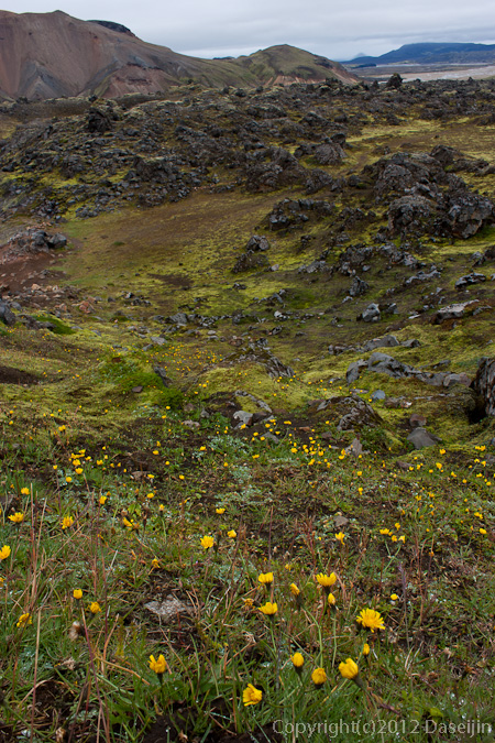 120809アイスランド、グリーンランドの旅・ここにだけたくさん咲いている