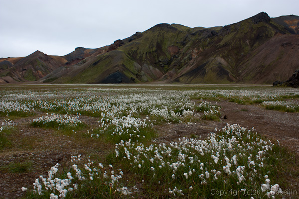 120809アイスランド、グリーンランドの旅・Vondugiljaaurarのワタスゲ