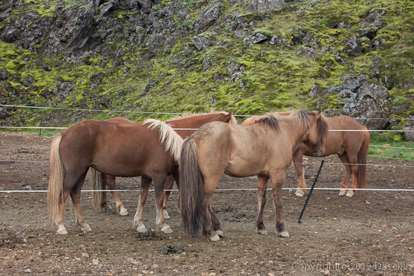 120809アイスランド、グリーンランドの旅・キャンプ場の裏にいた馬