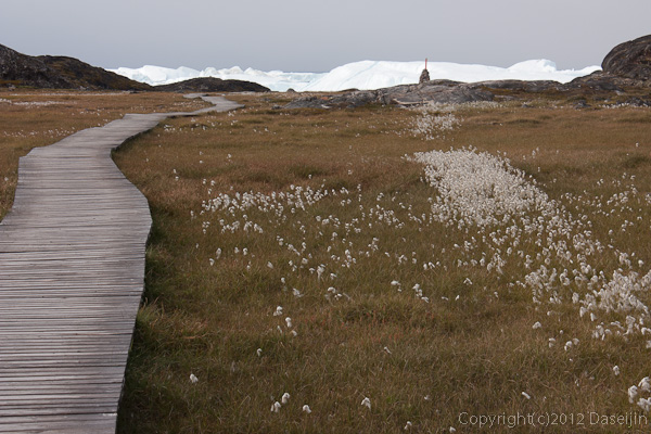 120811アイスランド、グリーンランドの旅・イルリサット世界遺産地区入り口の湿原