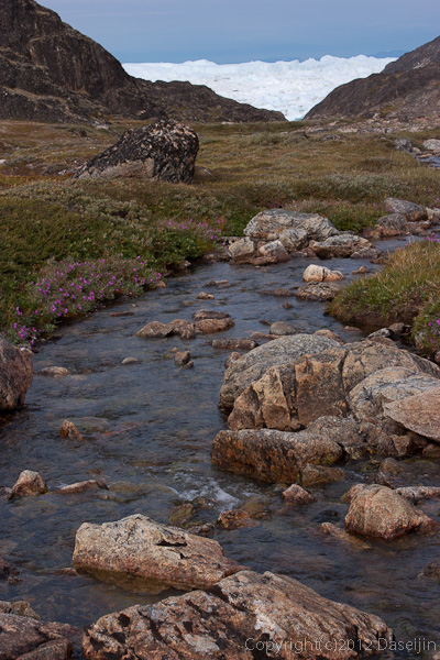 120813アイスランド、グリーンランドの旅・小川が流れ花が咲く