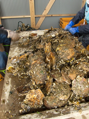 120121神奈川災害ボランティア・牡蠣の種付け、ロープに稚牡蠣を固定する