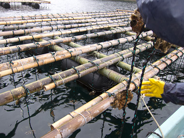120121神奈川災害ボランティア・牡蠣棚に牡蠣をつるす