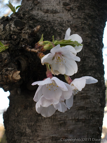 120404熊本・熊本城備前掘の桜１