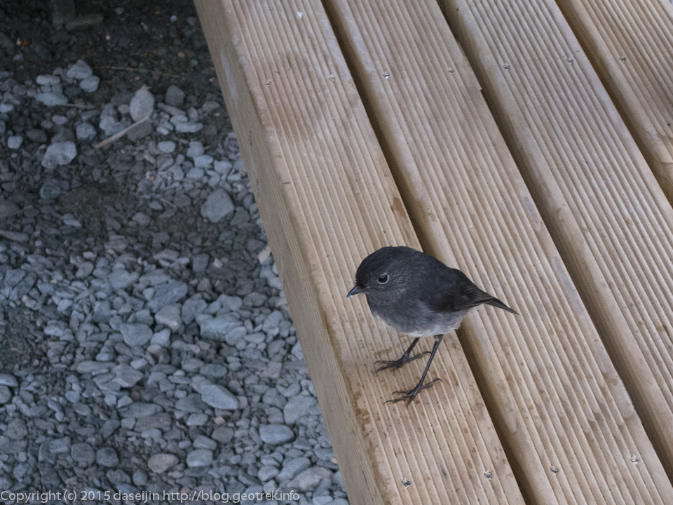 ルートバーン・フラットにて、Newzealand robin