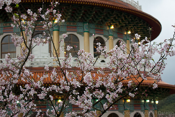 120312台北・淡水天元宮、天壇と桜２