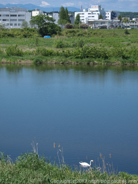 多摩川に浮かぶ白鳥